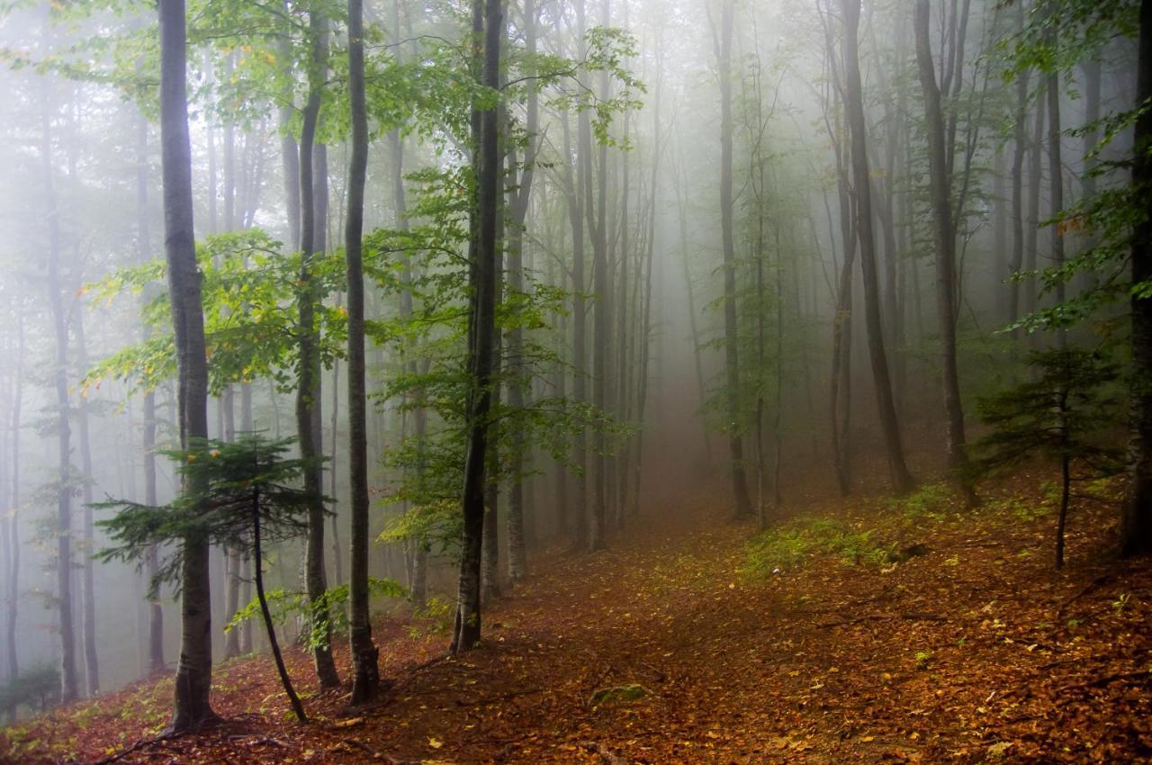 Pensiunea Hodaita Măgura Exteriér fotografie